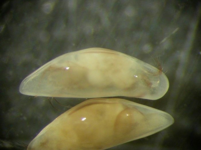 Представитель Семейства Macrocyprididae
